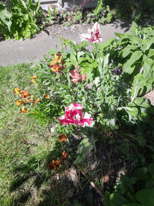 flowers